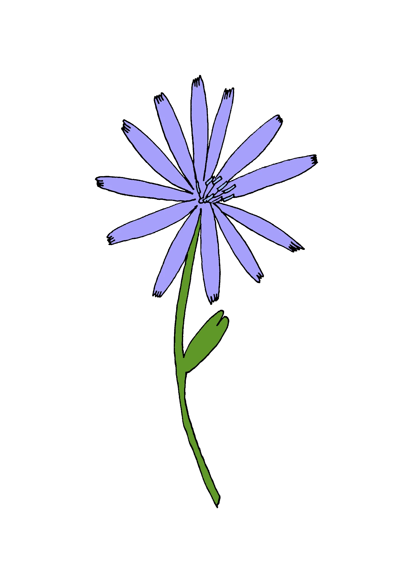 Cikoria
